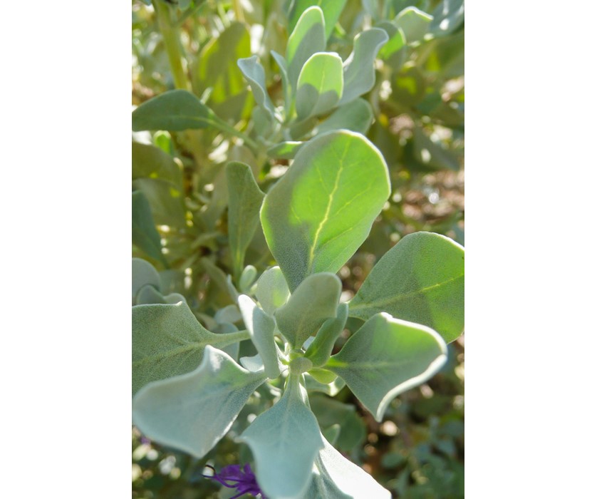 Mojave Sage